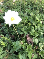 Eriocapitella hupehensis