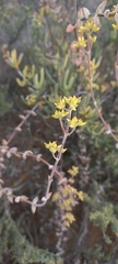 Crassula subaphylla