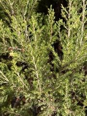 Erica arborea