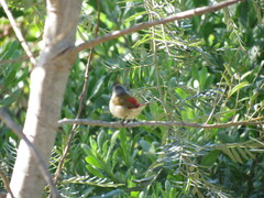 Coccopygia melanotis