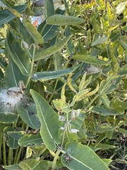 Asclepias speciosa