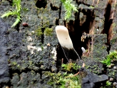 Xylaria