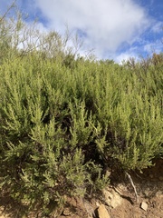 Erica arborea