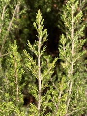 Erica arborea