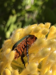 Trichostetha fascicularis
