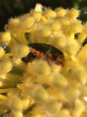 Trichostetha fascicularis