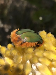Trichostetha fascicularis