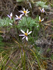 Galatella angustissima