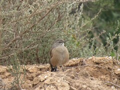 Cercotrichas coryphoeus coryphoeus