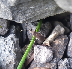 Dicranocephalus agilis