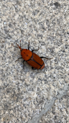 Rhynchophorus ferrugineus