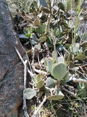 Adromischus