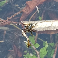Allocosa paraguayensis