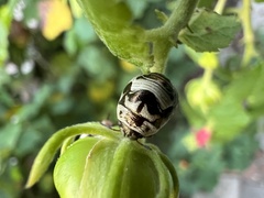 Orsilochides guttata