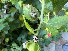 Orsilochides guttata