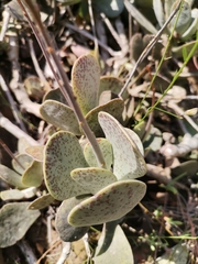 Adromischus