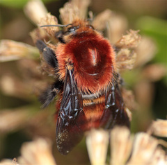 Bombus rubicundus