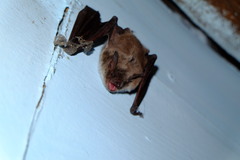 Myotis dasycneme