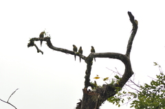 Pyrrhura frontalis