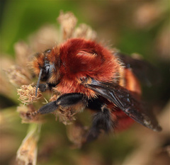 Bombus rubicundus