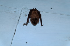 Myotis dasycneme