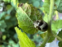 Orsilochides guttata