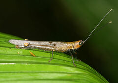 Copiocera