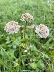 Astrantia major