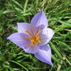 Crocus speciosus