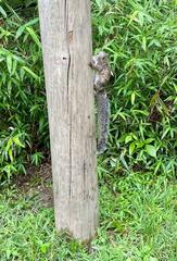 Sciurus variegatoides