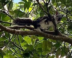 Sciurus variegatoides