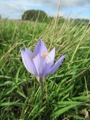 Crocus speciosus