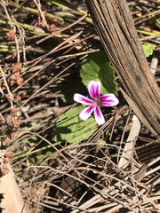 Pelargonium pseudosetulosum