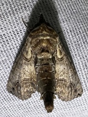 Paectes abrostoloides