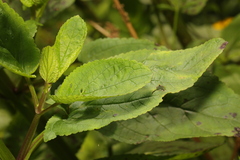 Scrophularia auriculata