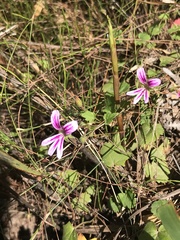 Pelargonium pseudosetulosum