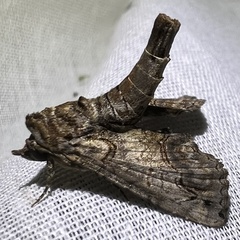 Paectes abrostoloides