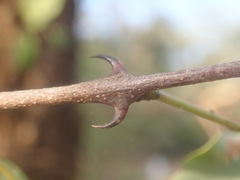 Senegalia nigrescens