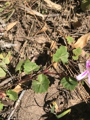 Pelargonium pseudosetulosum