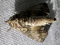 Paectes abrostoloides