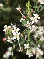 Struthiola