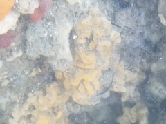 Botrylloides violaceus