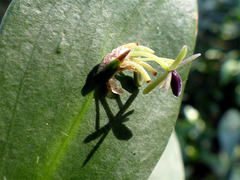 Ruscus × microglossus