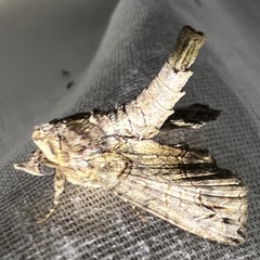 Paectes abrostoloides