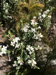 Struthiola
