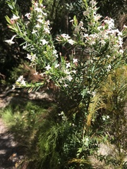 Struthiola