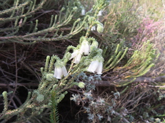Erica strigilifolia