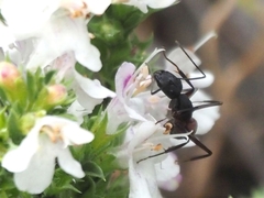 Camponotus cruentatus