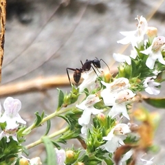 Camponotus cruentatus