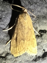 Achyra rantalis